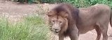 Hakuna Matata: Zoo’s Covid-infected Lion king on path to recovery