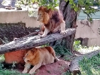 COVID-hit Thor is sick again; zoo officials in battle to save the Lion King