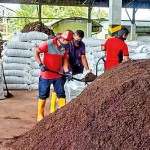 Organic fertiliser, or compost, being produced by the Solid Waste Management Authority