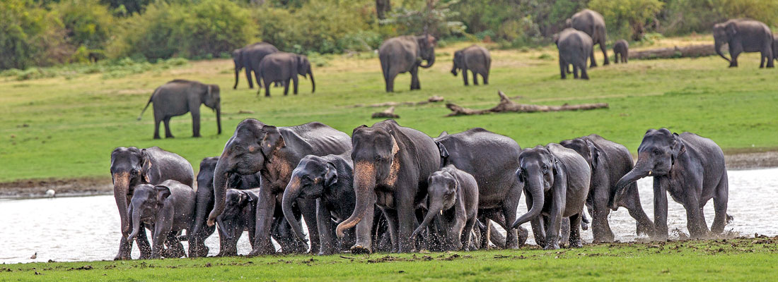 ‘The Gathering’ is in peril, warns wildlife expert