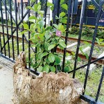 Flowering vines begin climb