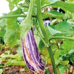 Eggplant, also aubergine or brinjal