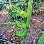 The dragon fruit tree