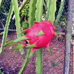 Dragon fruit