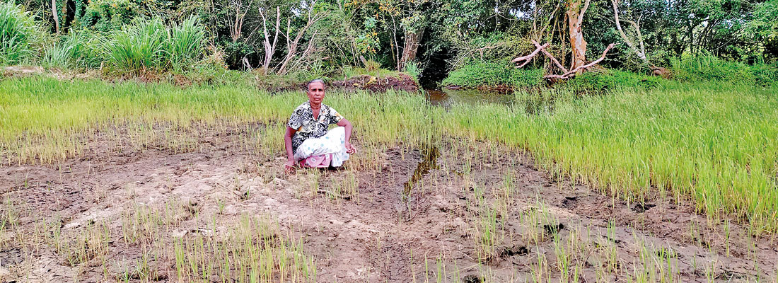 ‘There’s no water, so there won’t be much of a harvest’: Farmer