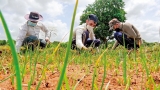 Jetwing staff doubles up as farmers