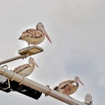 Galle Face: Watchful eyes - Pix by Eshan Fernando