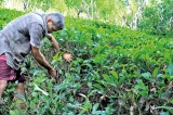 Future of Ceylon Tea in grave crisis