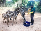 Zoo opens to public, health guidelines to be followed