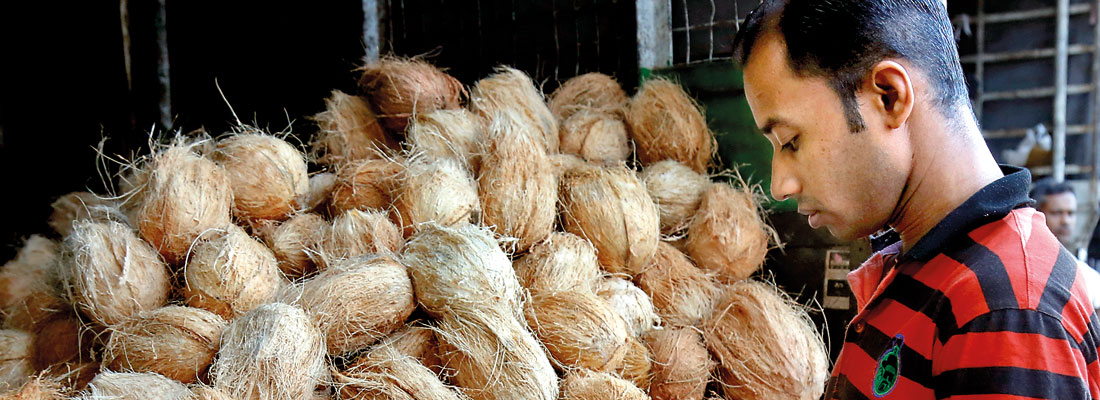 Coconut producers dismayed by plans to import coconut oil