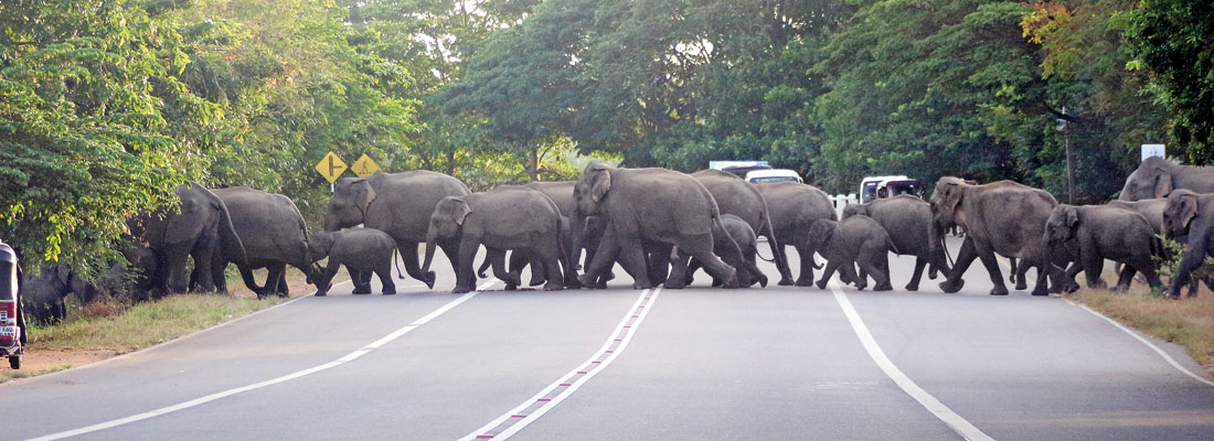 A feast awaits them at the end of this crossing