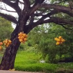 Munneswaram: Thirst quenchers - Pic by Hiran Priyankara Jayasinghe