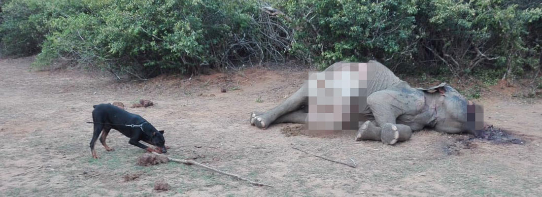 Mutilated tusker avenged by swift action