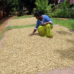 Karuwalagaswewa: Sundried produce