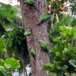 Karuwalagaswewa: Parrot tree - Pix by Jayarathna Wikramaarachchi