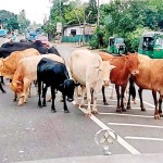 Kalutara:  Herd immunity- Pic by Sunil S Kaththriarachchi