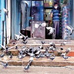 Pettah: Hungry birds: Pix by Akila Jayawardana