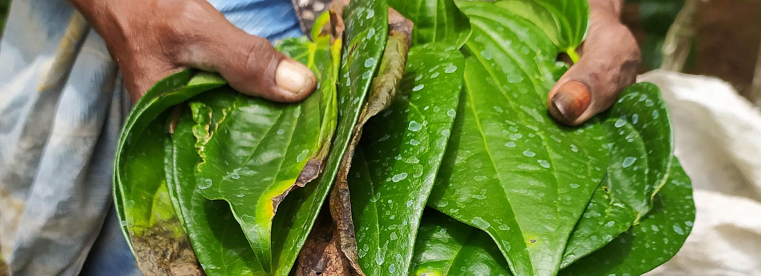 Puttalam’s betel cultivation severely affected by black fungul disease