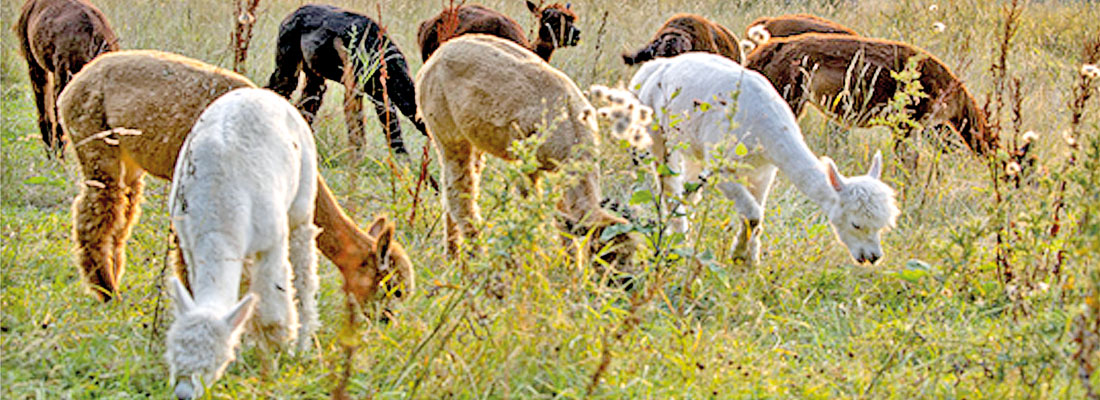 Would the adorable alpacas help our fight against COVID-19?