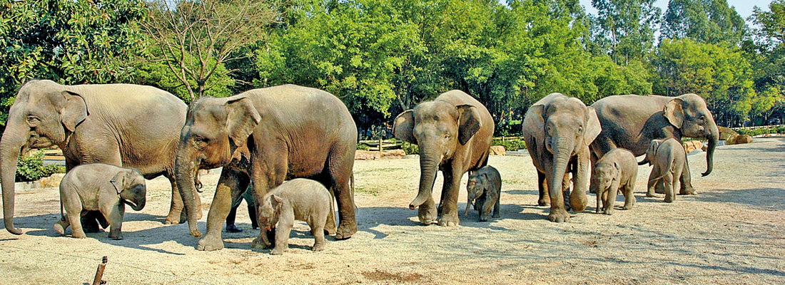 Protecting Pinnawela’s rare twins should be priority, says captive elephant expert