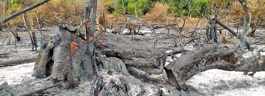 Puttalam district’s forests in peril; ‘Officers involved in various rackets’