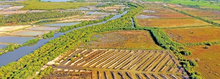 A second chance for mangroves