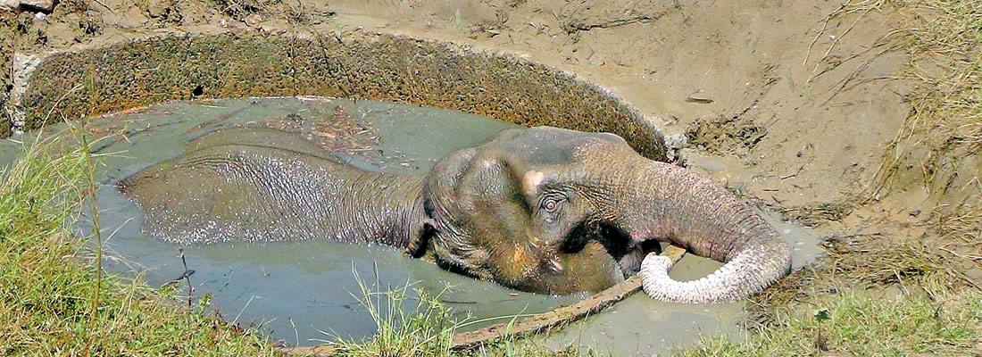 Villagers join wildlife officers in 7-hour operation to rescue elephant