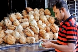 Hambantota Special EPZ to promote coconut-based agro-ecosystem