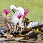 Pelawatte: Blooming beauty - Pic by Champa Wikramasinghe (Canon 90D)