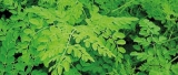 Extensive range of Moringa  products from SAJ Associates