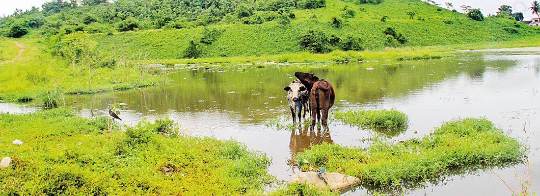 Meethotamulla still an environmental hazard; Plans for urban park still underway