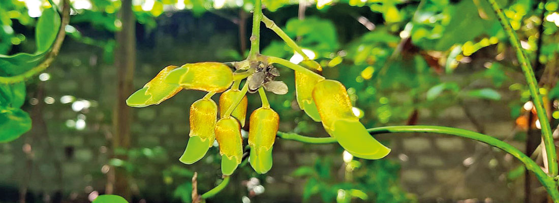 More native flowering plants face extinction