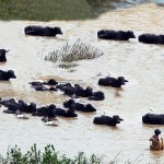 Wallowing buffaloes - Pic by Dr Noble Jayasuriya  (Nikon Coolpix)