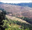 Exotic Pines and Eucalypts: From demonised trees to partners in forest restoration?