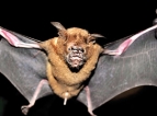 WNPS Youth Wing’s Halloween special; Exploring the secret world of bats