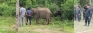 Many shady suspects in Udawalawe park elephant calf capture