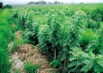 Fertiliser, fodder and fuel: Cultivate Gliricidia as a plantation crop