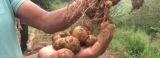 In potato paradise, farmers ditch organic fertiliser after poor harvest