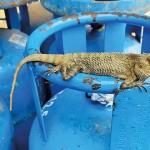 Puttalam: Precarious perch- Pic by Hiran Priyankara Jayasinghe