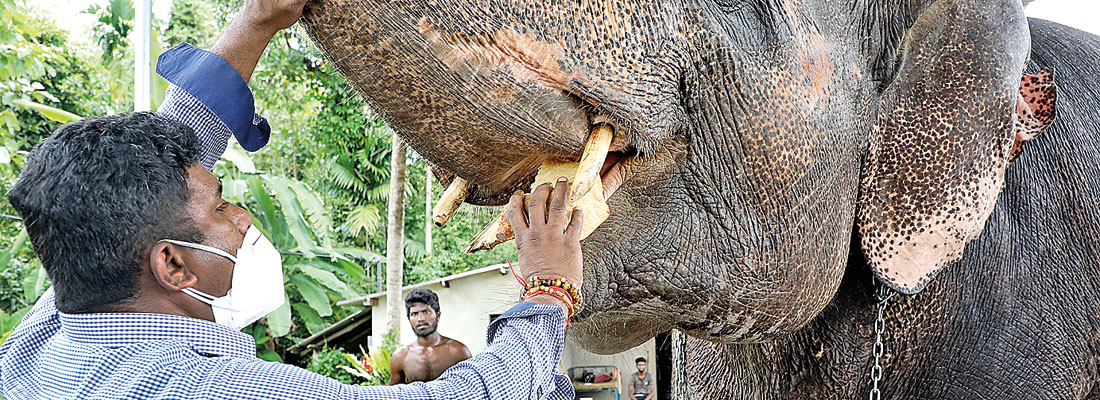 SC rejects objections made by AG, grants CEJ leave to proceed in elephant ownership case