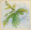 Edward Lear in Ceylon: Brief encounter in watercolour