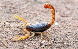 Red scorpion research stalled:  Wildlife Dept silence stings Pera zoologists