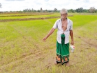 Switch to organic fertiliser: Paddy farmers to sue Govt. for crop failure