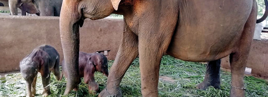 Critics pour cold water on Pinnawala elephant twins ‘bathing’ circus