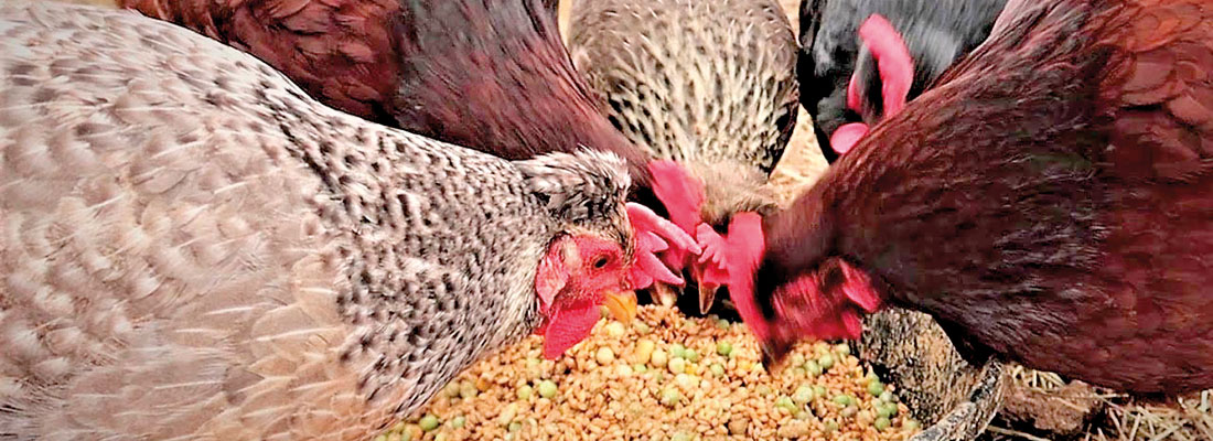 Come Avurudu, chicken and eggs to get scarce; poultry industry faces production drop