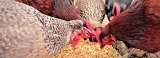 Come Avurudu, chicken and eggs to get scarce; poultry industry faces production drop