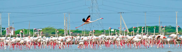 Long-legged, gregarious, pink birds colour the landscape