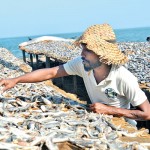 A sea of dried fish in the dry zone. Pic by M. D. Nissanka