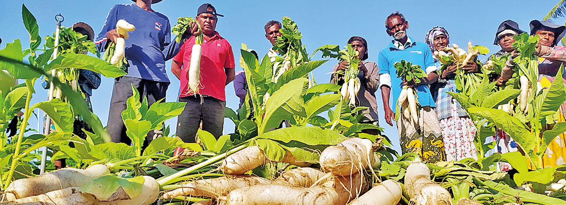 Price slide puts Kalpitiya farmers in hot water