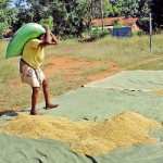 A farmer with his harvest after months of struggle  without fertiliser